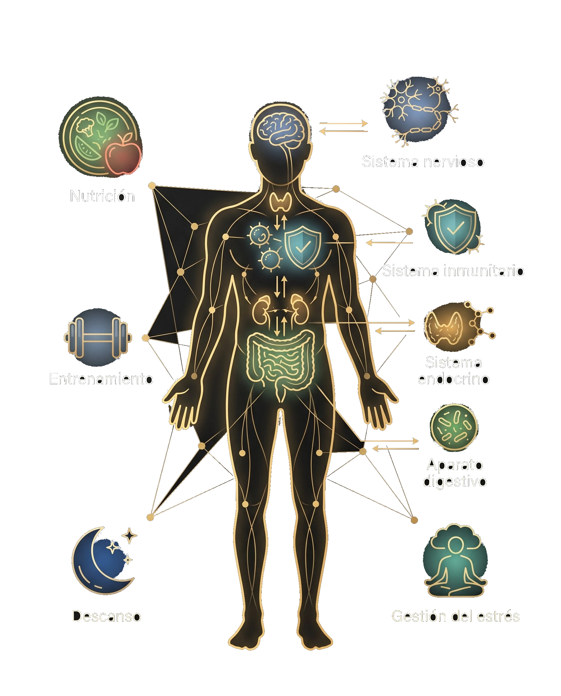 El cuerpo humano como red de sistemas: nervioso, inmunitario, endocrino y digestivo (psiconeuroinmunología)